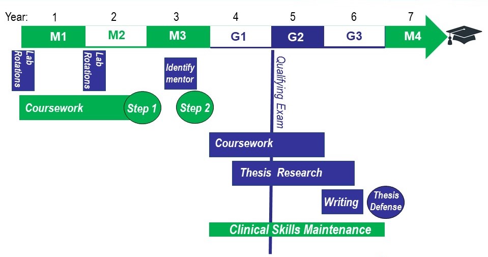 MD-PhD-Degree-Program-Timeline.jpeg