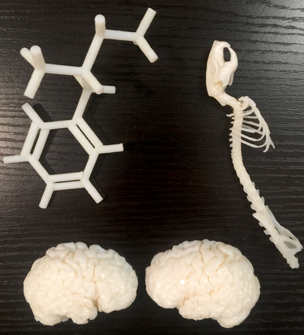 These 3-D printed models are, clockwise, from top, the skeleton of a rat, the down-sized hemispheres of a human brain and a representation of the molecular structure for methamphetamine.