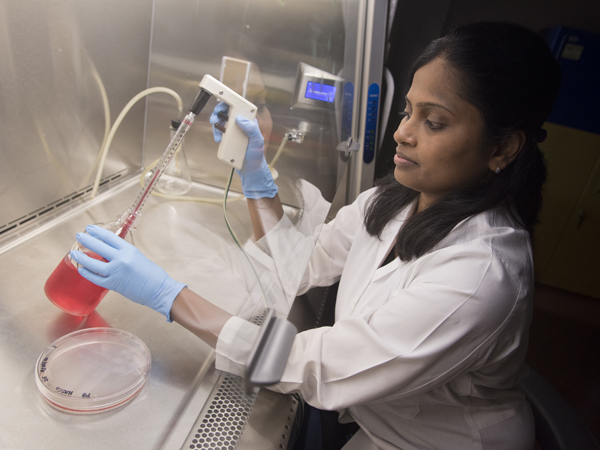 Bhuvana Gurumurthy, a third-year Ph.D. student, checks the cell cultures growing in the Janorkar lab.