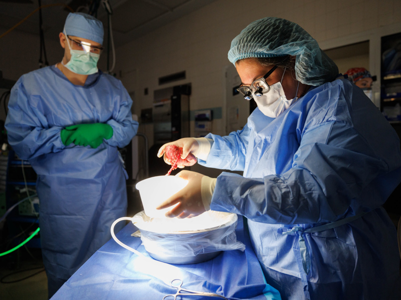 Dr. Felicitas Koller, right, lifts the left kidney of live donor Quinten Hogan from a cold solution before transplanting it into the abdomen of Hogan's mom, Tawanna Davis. Joe Ellis/ UMMC Communications 