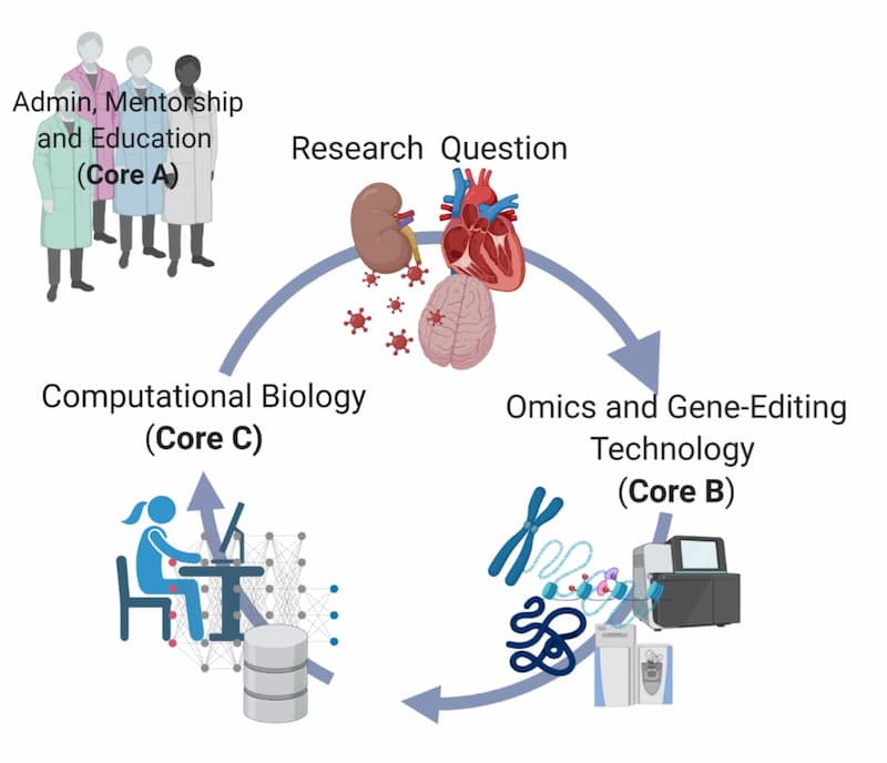 Circular graphic that shows how the Cores interact. At the top of the circle is a research question, with an arrow to Omics and Gene-Editing technology (Core B). This think has an arrow to Computational Biology (Core C) and off to the upper let if the Admin, Mentorship and Education (Core A) which oversees the process.