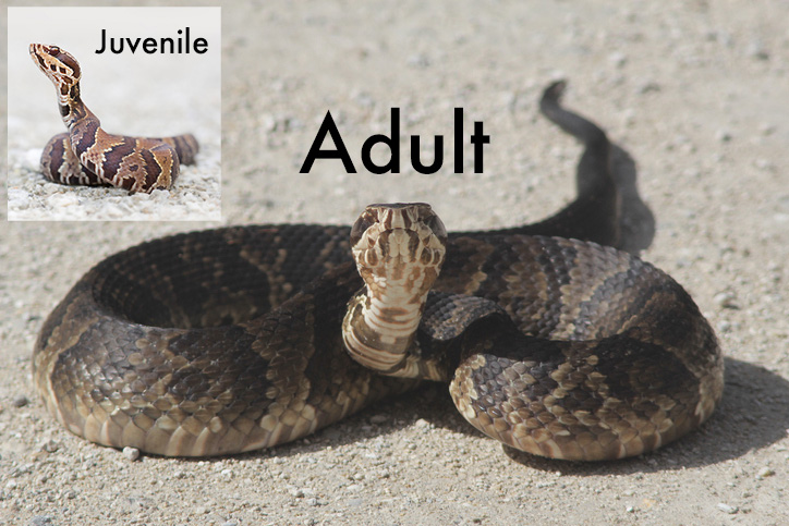 Snakes-poisonous & Non poisonous, venom ,biting mechanism