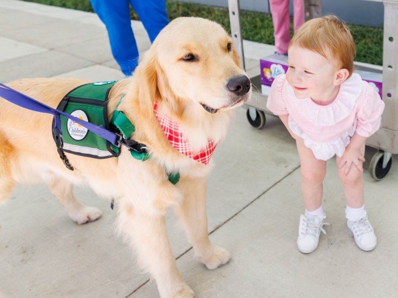 Facility dog Hollywood stands calmly next to a child.