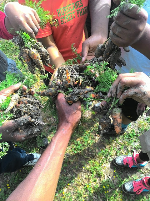 Shelby Middle School students harvest carrots grown in their school garden.