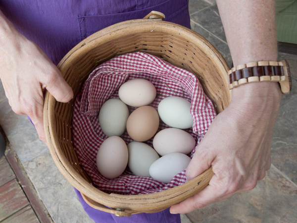 The chickens provide fresh eggs for family and friends, about seven per day in the summer, MacSorley said.