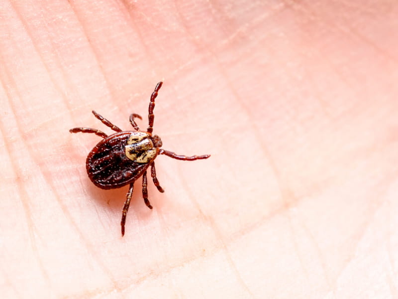 Tick, tick, tick – time is short when these arachnids attack