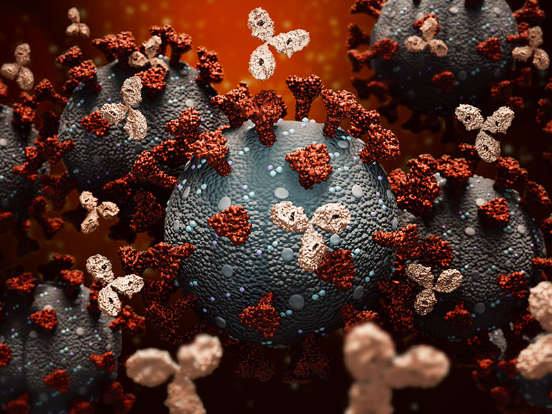 Medical Center researchers have found that about 2.5 percent of UMMC employees have tested positive for COVID-19 antibodies. This is in line with other estimates of community prevalence and suggests the Medical Center's protective measures are working. (Getty Images)