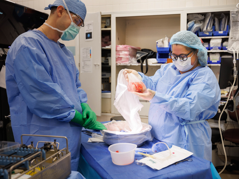 Dr. Felicitas Koller, right, places the left kidney of live donor Quinten Hogan into a plastic bag for storage before it's placed in the abdomen of Hogan's mom, Tawanna Davis, in back-to-back surgeries.