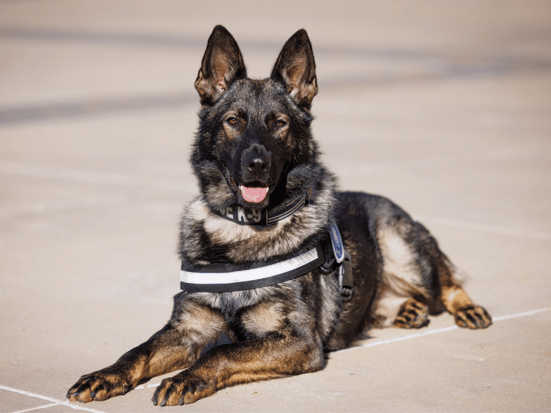 Law, is a 1-year-old Poland-bred police dog trained to sniff out explosive materials.