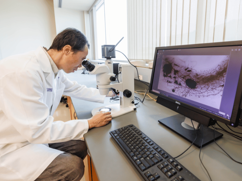 Dr. Keli Xu, associate professor for the Department of Cell and Molecular Biology, conducts research on pancreatic cancer and breast cancer. Here, he examines mammogram tissue using various models.