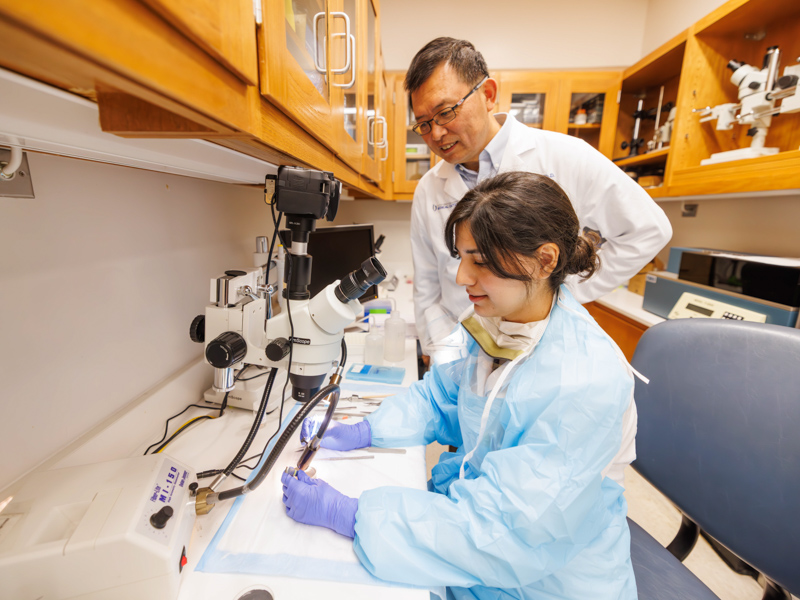 Dr. Wu Zhou, professor and director of the research division in the Department of Otolaryngology-Head Neck Surgery and PI and director of the BARC, views specimens in the lab with intern researcher Dr. Zelma Iriarte.